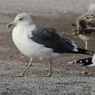 adulto in abito invernale (a sn) con gabbiani reali, novembre