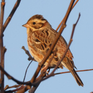 maschio, febbraio 2025, Nove (VI)