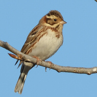 maschio, febbraio 2025, Nove (VI)