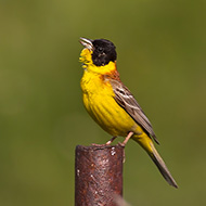 maschio, Branchetto - Lessinia (VR), 4.07.2015