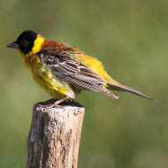 maschio, Branchetto - Lessinia (VR), 5.07.2015