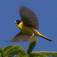 maschio, Branchetto - Lessinia (VR), 1.07.2015