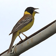 maschio, Alionte (VI), 18.06.2018