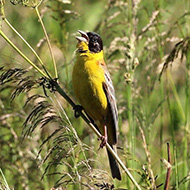 maschio, Branchetto - Lessinia (VR), 11.07.2015