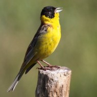 maschio, Branchetto - Lessinia (VR), 5.07.2015