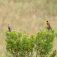 zigolo capinero (a ds) con cardellino, maggio