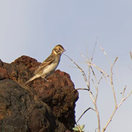 adulto in abito invernale, ottobre