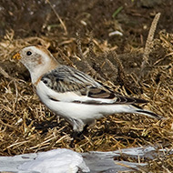 maschio in abito invernale, Bocca di Selva - Lessinia (VR), 13.02.2008