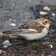 femmina in abito invernale, Foce del Brenta (VE), 10.01.2015