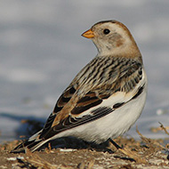 maschio in abito invernale, Bocca di Selva - Lessinia (VR), 9.02.2008
