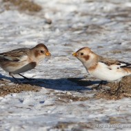 maschio in abito invernale (a ds) e femmina 2cy? (a sn), Bocca di Selva - Lessinia (VR), 4.01.2009