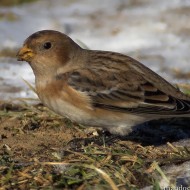 1cy (1� inverno), Bocca di Selva - Lessinia (VR), 10.12.2005