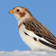 maschio in abito invernale, Bocca di Selva - Lessinia (VR), 4.01.2009