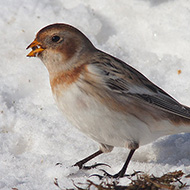 femmina in abito invernale, Bocca di Selva - Lessinia (VR), 4.01.2009