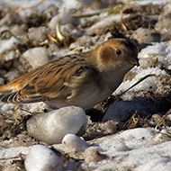 1cy (1� inverno), Bocca di Selva - Lessinia (VR), 10.12.2005