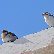 maschio (a ds) e 2cy (1� inverno), Bocca di Selva - Lessinia (VR), 13.02.2008