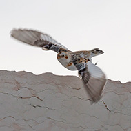 Bocca di Selva - Lessinia (VR), 13.03.2016