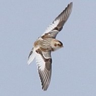 Bocca di Selva - Lessinia (VR), 31.01.2015