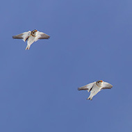 Bocca di Selva - Lessinia (VR), 27.01.2013