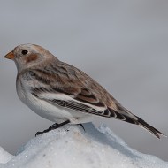 femmina in abito invernale, dicembre