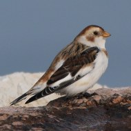 maschio in abito invernale, Foce del Brenta (VE), 10.01.2015