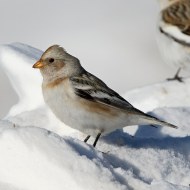femmina in abito invernale, Bocca di Selva - Lessinia (VR), 31.01.2015
