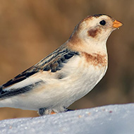 maschio in abito invernale, Bocca di Selva - Lessinia (VR), 18.02.2017