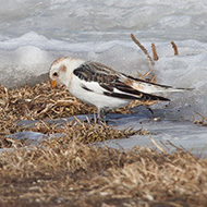 maschio in abito invernale, Bocca di Selva - Lessinia (VR), 13.02.2008
