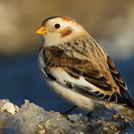 Dosso Alto - Lessinia (VR), 30.12.2012