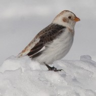 maschio in abito invernale, Bocca di Selva - Lessinia (VR), 13.02.2008