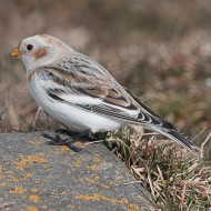femmina in abito invernale, dicembre