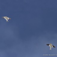 zigolo delle nevi (a sn) con fringuello alpino, Bocca di Selva - Lessinia (VR), 27.01.2013