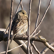 femmina(?) in abito invernale, Zevio (VR), 25.02.2019