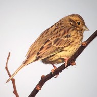 femmina(?)/2cy(?), Montorio (VR), 9.01.2015