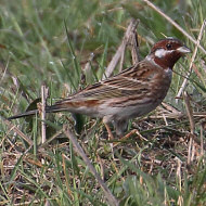 maschio, Perzacco (VR), 5.03.2019