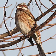 maschio, Maserada sul Piave (TV)