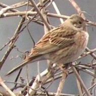 maschio 2cy (con zigolo giallo), Verona, 17.02.2017