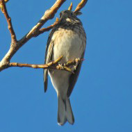 2cy(?), San Bernardino - Vigasio (VR), 6.01.2014