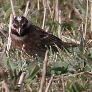 maschio, Perzacco (VR), 5.03.2019