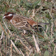 maschio, Perzacco (VR), 5.03.2019