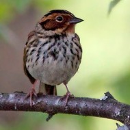 maschio in abito riproduttivo, giugno