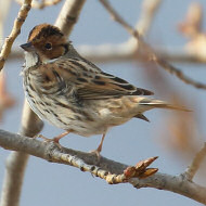 maschio in abito invernale, febbraio