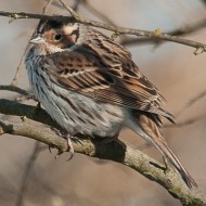 maschio in abito invernale, Valle Vecchia (VE), 8.03.2011