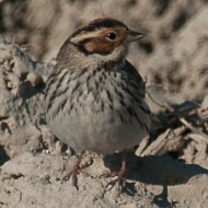 maschio in abito invernale, Valle Vecchia (VE), 8.03.2011