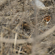 maschio in abito invernale, febbraio