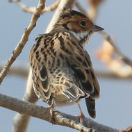 maschio in abito invernale, febbraio