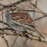 maschio in abito invernale, Valle Vecchia (VE), 8.03.2011