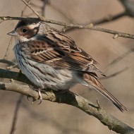 maschio in abito invernale, Valle Vecchia (VE), 8.03.2011