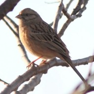 femmina(?)/1cy(?), dicembre