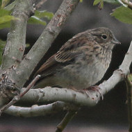 giovane, Monte Pizzoc (TV), 4.09.2010